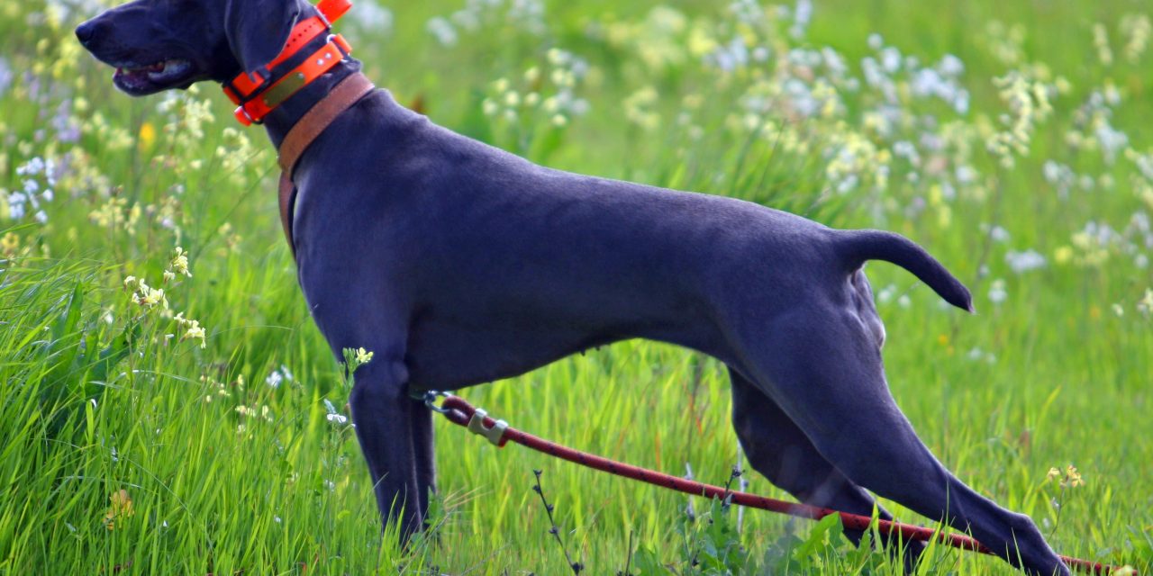 #Green Week 2017: DJV focuses on wildlife in Hall 4.2